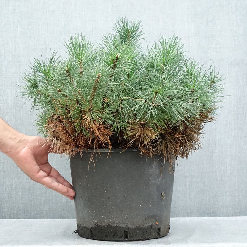 Pinus mugo subsp. mugo - Dwarf Mountain Pine 7.5L/10L pot sample as delivered in summer