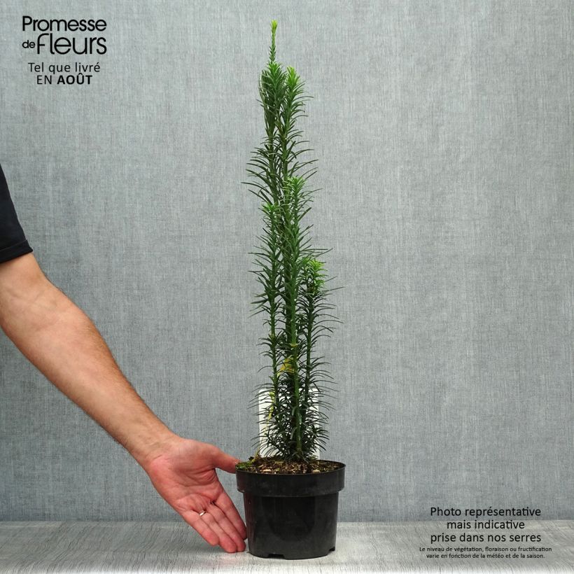 Cephalotaxus harringtonia Fastigiata 2L/3L pot sample as delivered in summer