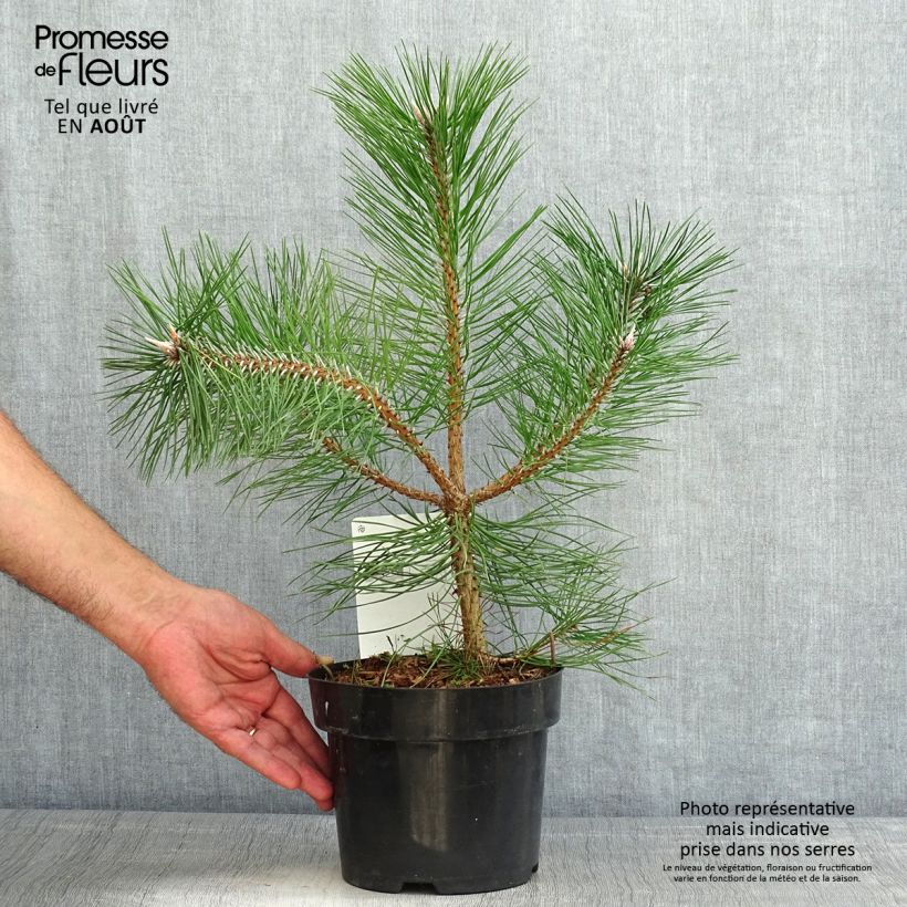Austrian black pine - Pinus nigra nigra 2L/3L pot sample as delivered in summer