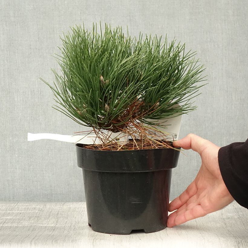 Dwarf Black Pine - Pinus nigra Nana 2L/3L pot sample as delivered in autumn