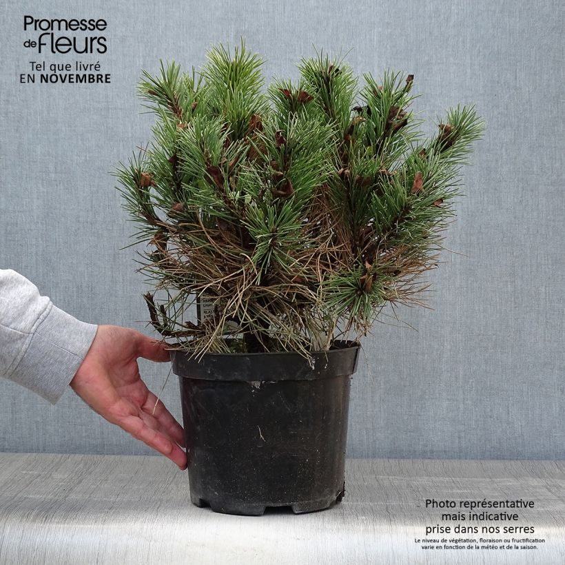 Dwarf Black Pine - Pinus nigra Nana 7.5L/10L pot sample as delivered in autumn