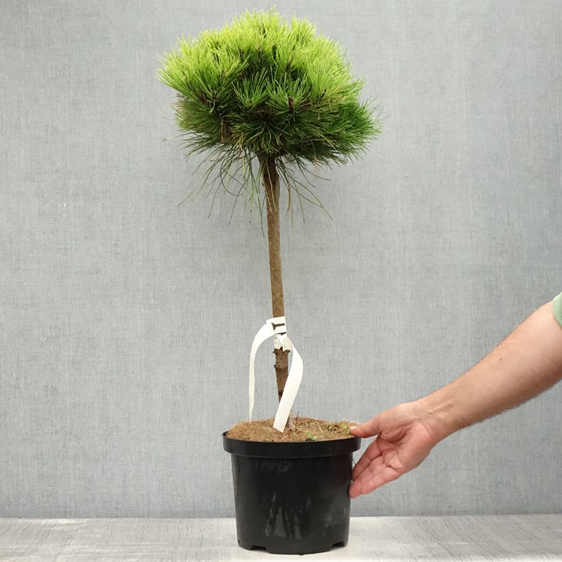 Black pine - Pinus nigra Marie Brégeon 4L/5L pot sample as delivered in summer