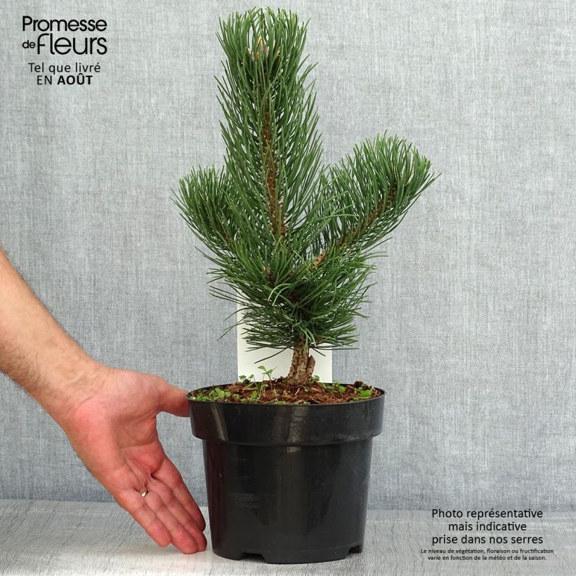 Black pine - Pinus nigra Oregon Green 2L/3L pot sample as delivered in summer
