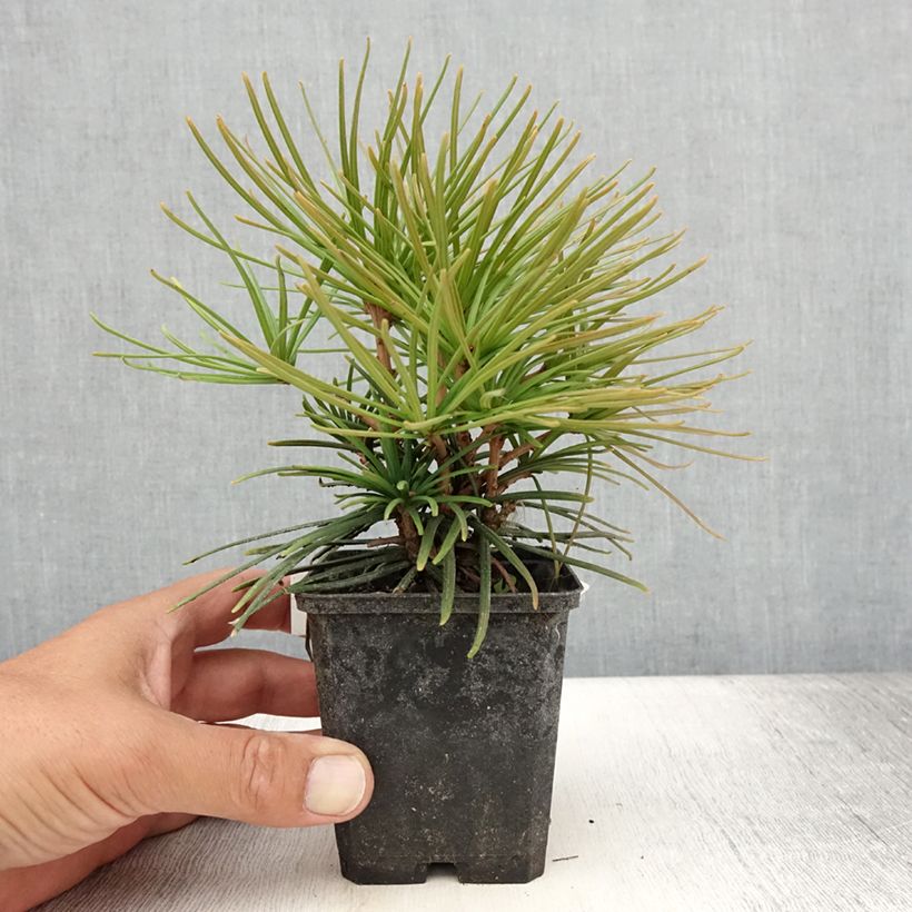 Sciadopitys verticillata 8/9 cm pot sample as delivered in summer