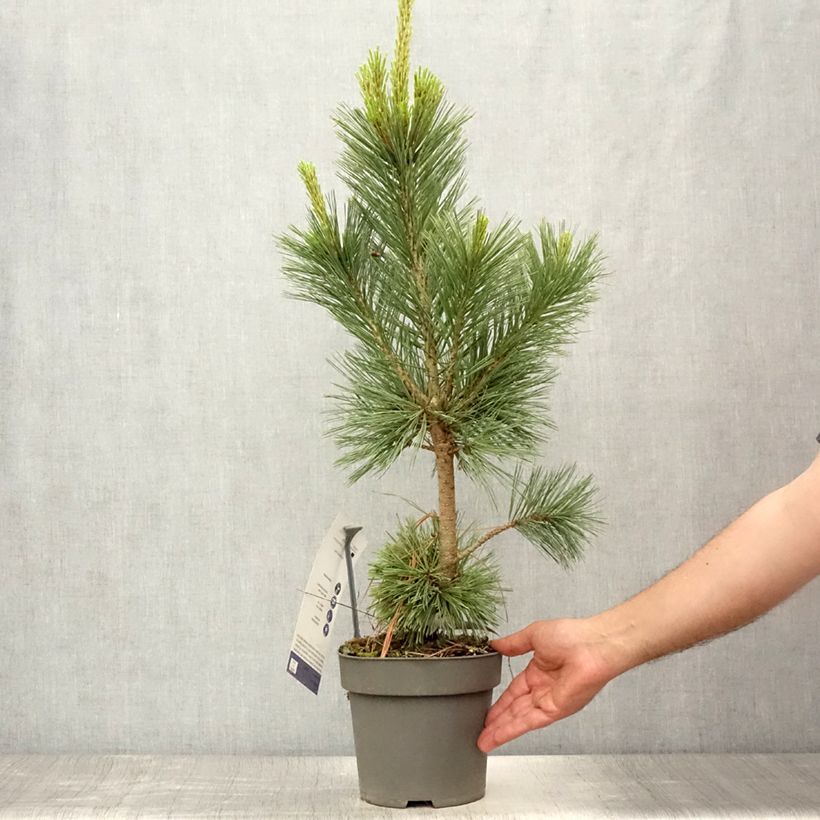 Pinus flexilis Vanderwolfs Pyramid -Felxible Pine 2L/3L pot sample as delivered in summer