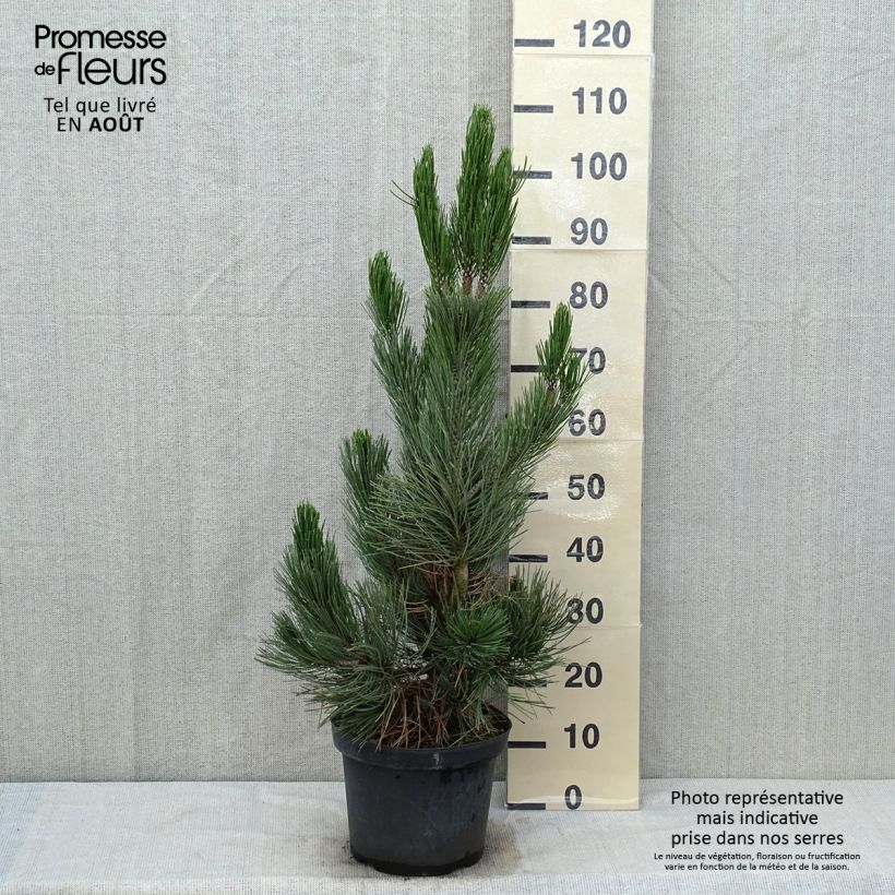 Pinus heldreichii Satellit - Bosnian Pine 7.5L/10L pot sample as delivered in summer