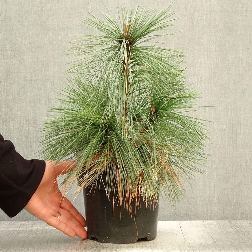 Pinus schwerinii Wiethorst 2L/3L pot sample as delivered in autumn