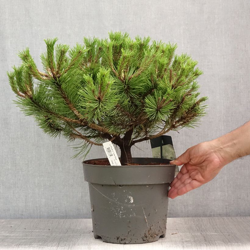 Pinus densiflora Low Glow - Japanese Red Pine 7.5L/10L pot sample as delivered in summer
