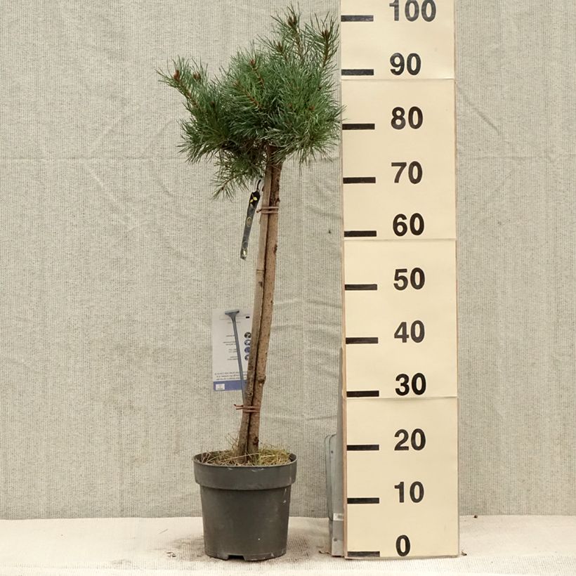Pinus sylvestris Chantry Blue - Scots Pine sample as delivered in spring