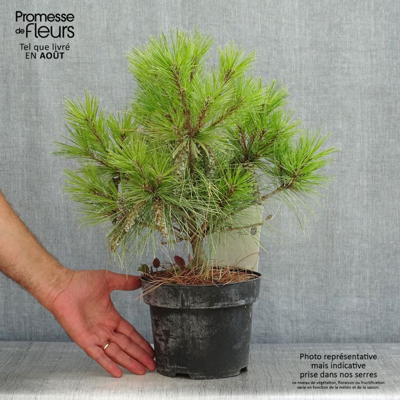 Pinus strobus Blue Shag - Eastern White Pine 2L/3L pot sample as delivered in summer