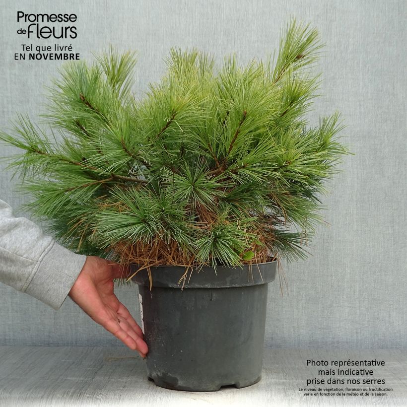 Pinus strobus Blue Shag - Eastern White Pine 7.5L/10L pot sample as delivered in autumn