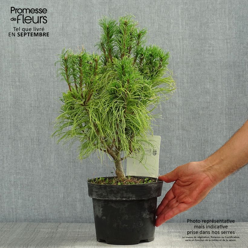 Pinus strobus Tiny Kurls - Eastern White Pine 2L/3L pot sample as delivered in summer