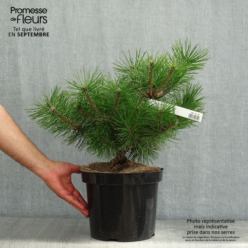 Pinus densiflora Jane Kluis - Japanese Red Pine 7.5L/10L pot sample as delivered in summer