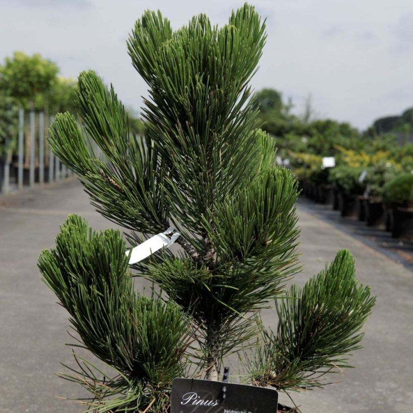 Pinus heldreichii Satellit - Bosnian Pine (Foliage)