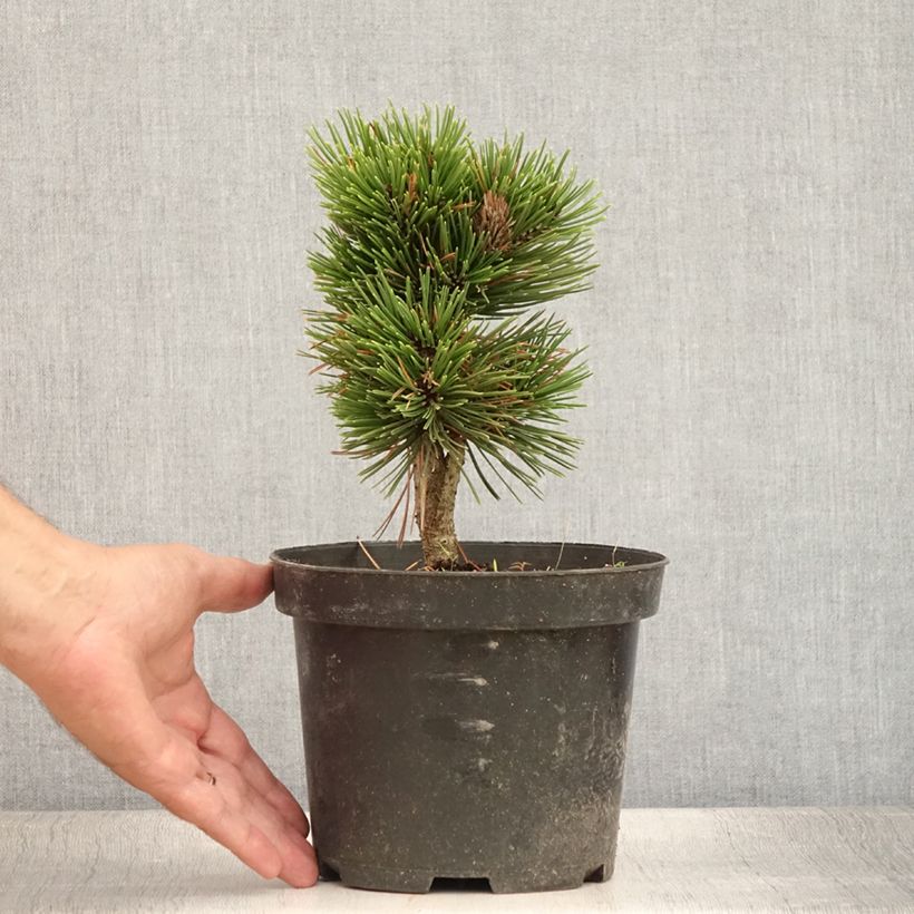 Pinus heldreichii Smidtii - Bosnian Pine 3L/4L pot sample as delivered in summer