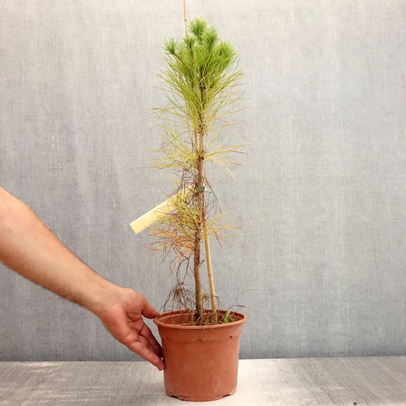 Pinus insignis - Monterey Pine 2L/3L pot sample as delivered in summer