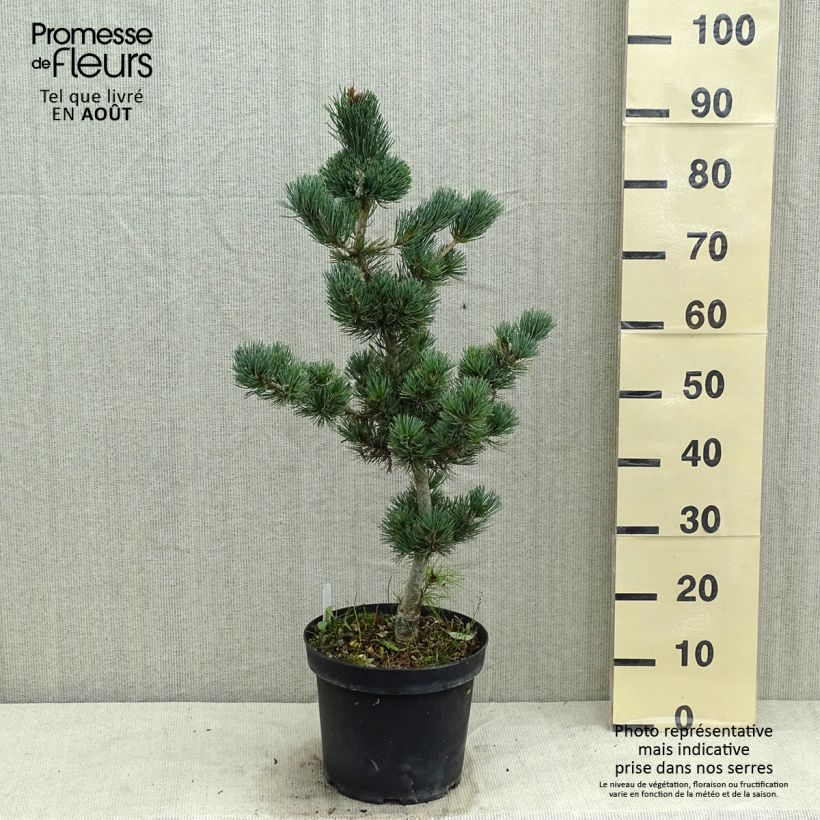 Pinus parviflora Azumi Goye - Japanese White Pine 7.5L/10L pot sample as delivered in summer