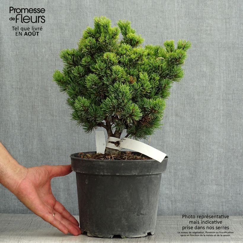 Pinus parviflora Beran - Japanese White Pine 4L/5L pot sample as delivered in summer