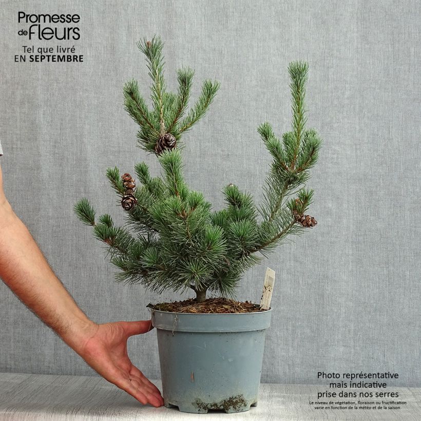 Pinus parviflora Glauca - Japanese White Pine 4L/5L pot sample as delivered in summer
