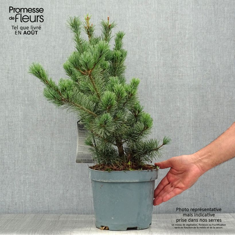 Pinus parviflora Negishi - Japanese White Pine 4L/5L pot sample as delivered in summer