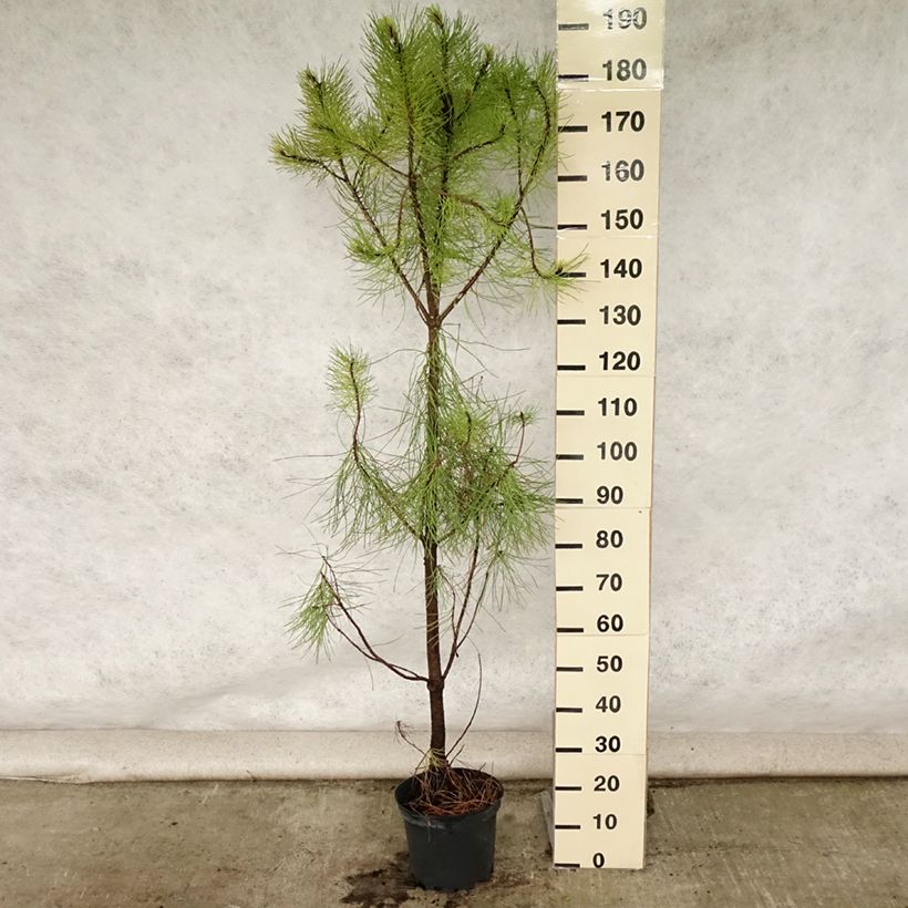 Pinus pinaster - Maritime pine 7.5L/10L pot sample as delivered in summer