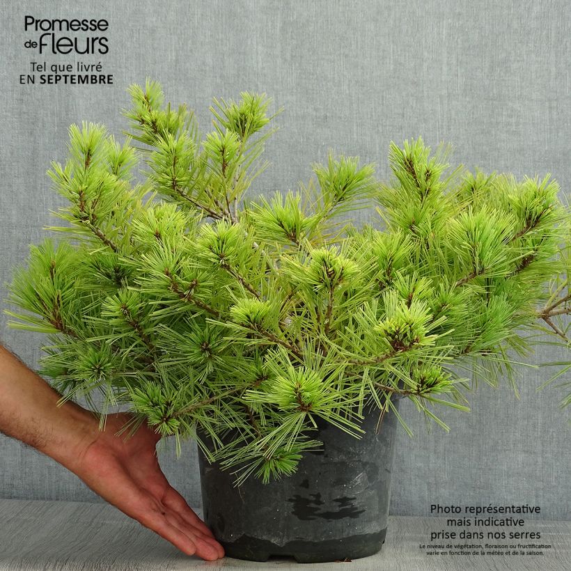 Pinus strobus Minima - Eastern White Pine 7.5L/10L pot sample as delivered in summer