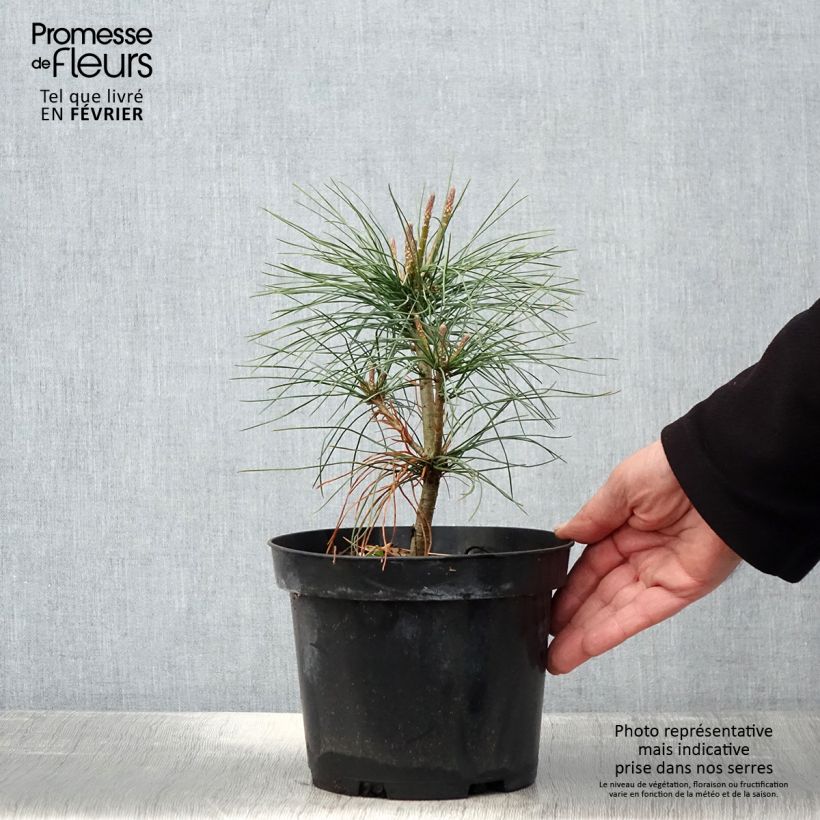 Pinus wallichiana - Bhutan Pine 3L/4L pot sample as delivered in winter