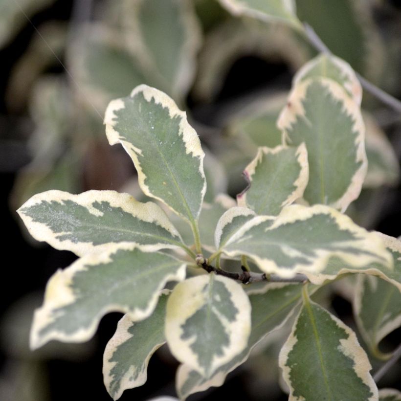 Pittosporum tenuifolium Variegatum - Kohuhu (Foliage)