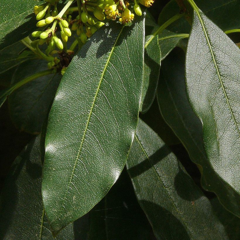 Pittosporum daphniphylloides (Foliage)