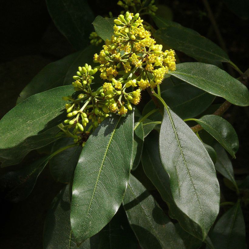 Pittosporum daphniphylloides (Flowering)