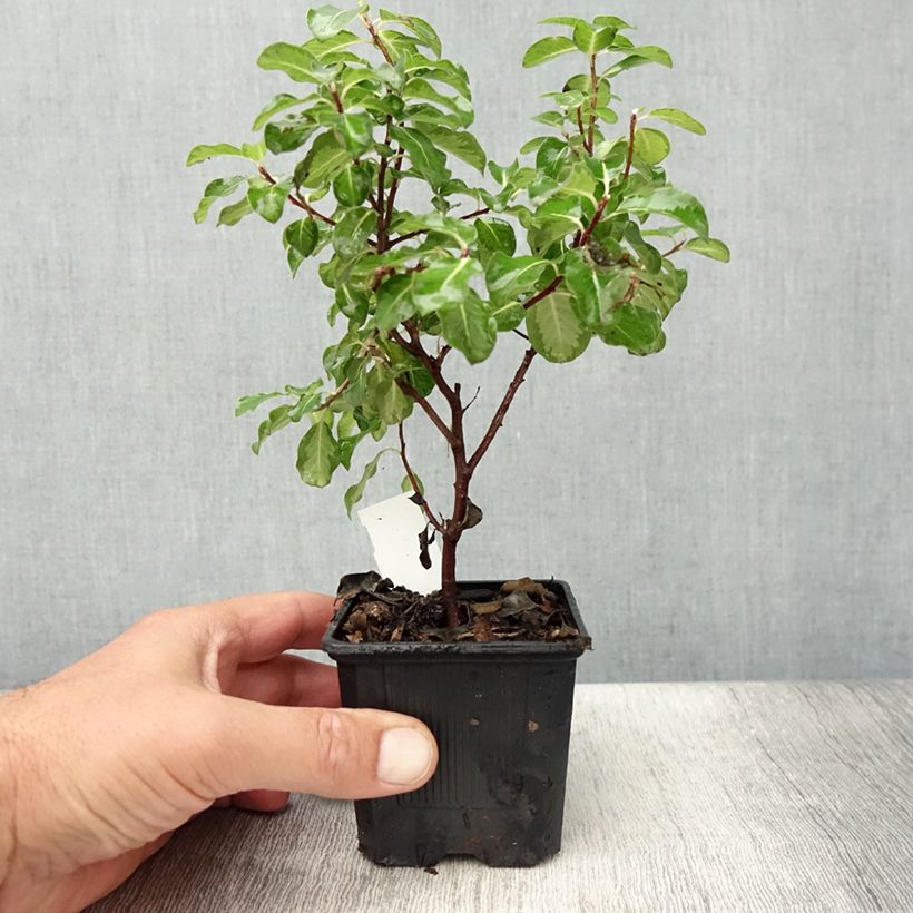 Pittosporum tenuifolium Brin de Soleil 8/9 cm pot sample as delivered in summer