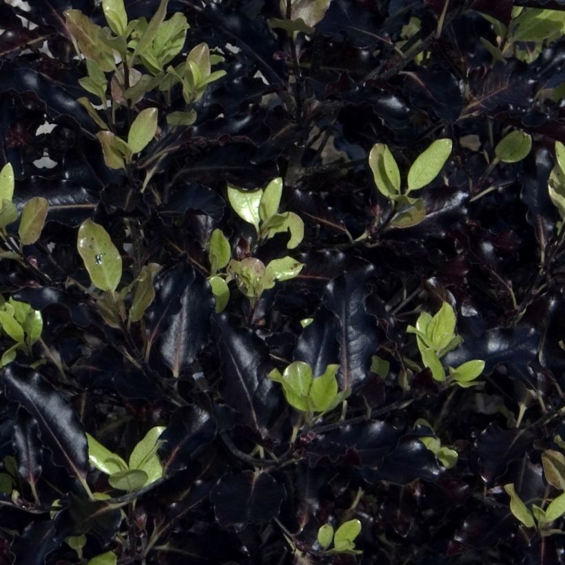 Pittosporum tenuifolium Dark Diva Hutdiv - Kohuhu (Foliage)