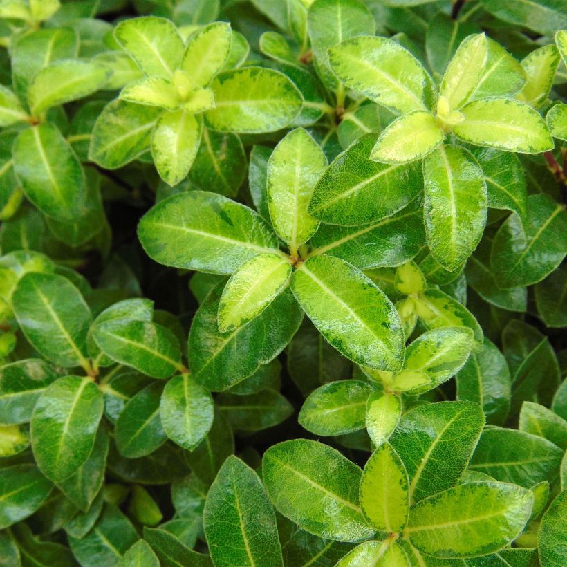 Pittosporum tenuifolium Golden Ball - Kohuhu (Foliage)