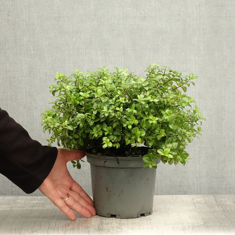 Pittosporum tenuifolium Golden Ball - Kohuhu 2L/3L pot sample as delivered in autumn