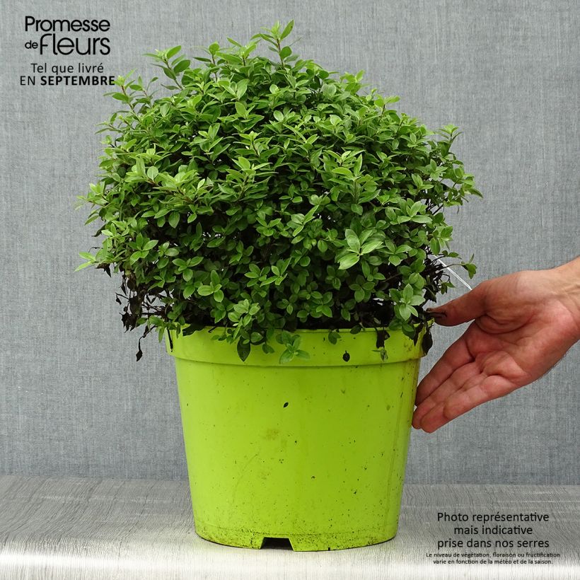 Pittosporum tenuifolium Golf Ball - Kohuhu 7.5L/10L pot sample as delivered in autumn