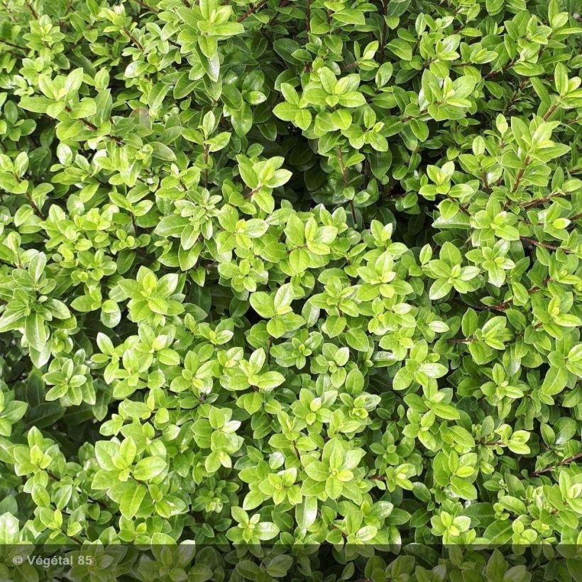 Pittosporum tenuifolium Midget - Kohuhu (Foliage)