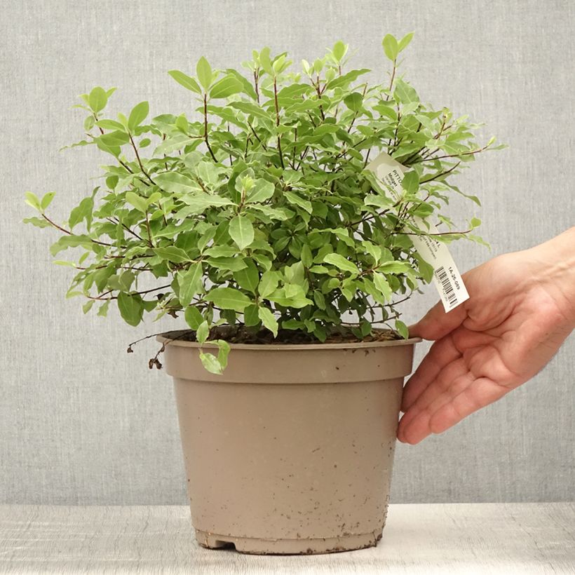 Pittosporum tenuifolium Midget - Kohuhu 2L/3L pot sample as delivered in summer