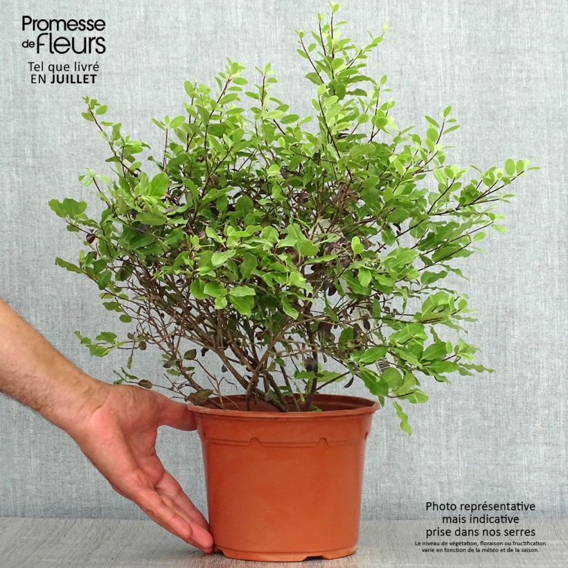 Pittosporum tenuifolium Tom Thumb - Kohuhu 2L/3L pot sample as delivered in summer