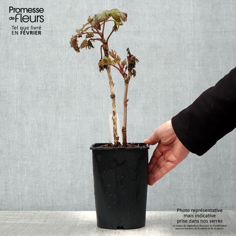 Paeonia suffruticosa Juan Ye Hong - Tree Peony 2L/3L pot sample as delivered in winter