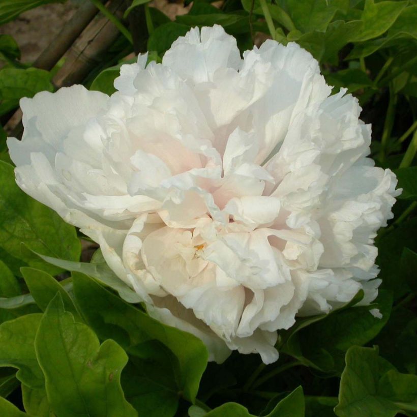 Paeonia suffruticosa Xue Ta (Flowering)