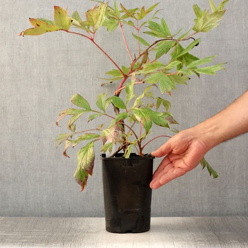 Paeonia suffruticosa Jin Ge 2L/3L pot sample as delivered in summer