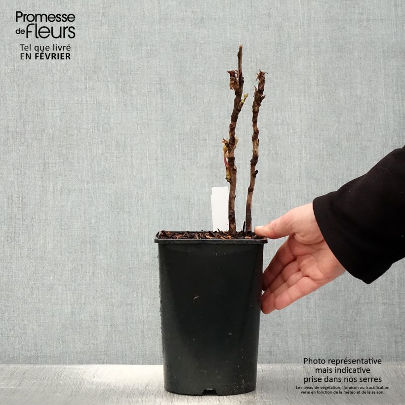 Paeonia suffruticosa Lan Bao Shi 2L/3L pot sample as delivered in winter