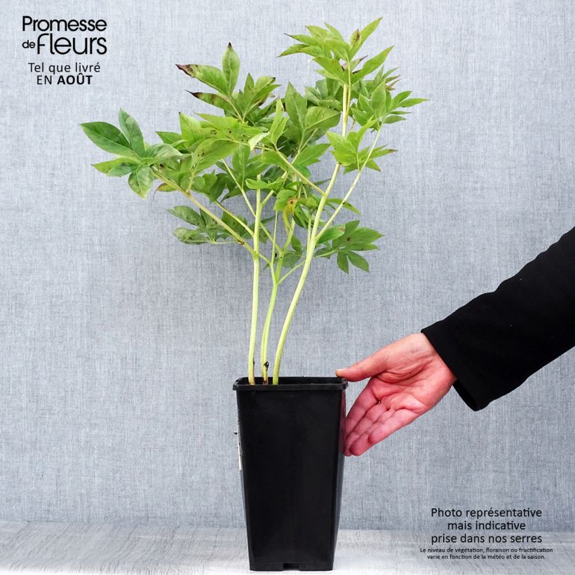 Paeonia peregrina lactiflora Blaze Bare root 3-5 eyes sample as delivered in summer