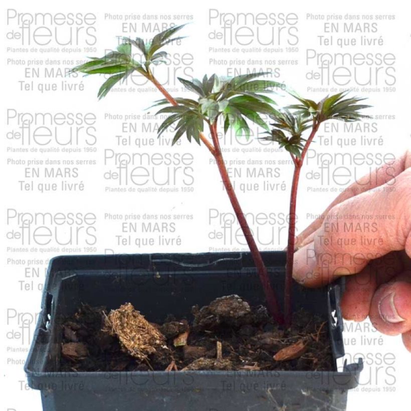 Example of Paeonia tenuifolia  specimen as delivered