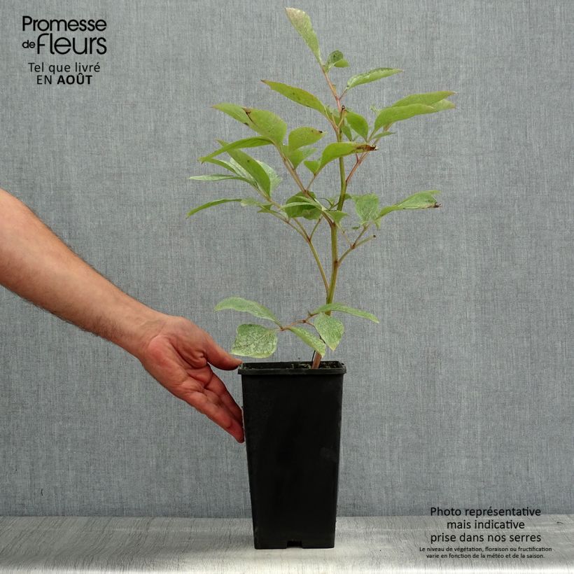 Paeonia lactiflora Claire de Lune Bare root 3-5 eyes sample as delivered in summer