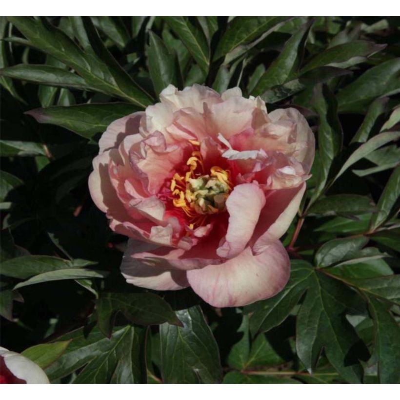 Paeonia Itoh Canary Brilliant - Itoh Peony (Flowering)