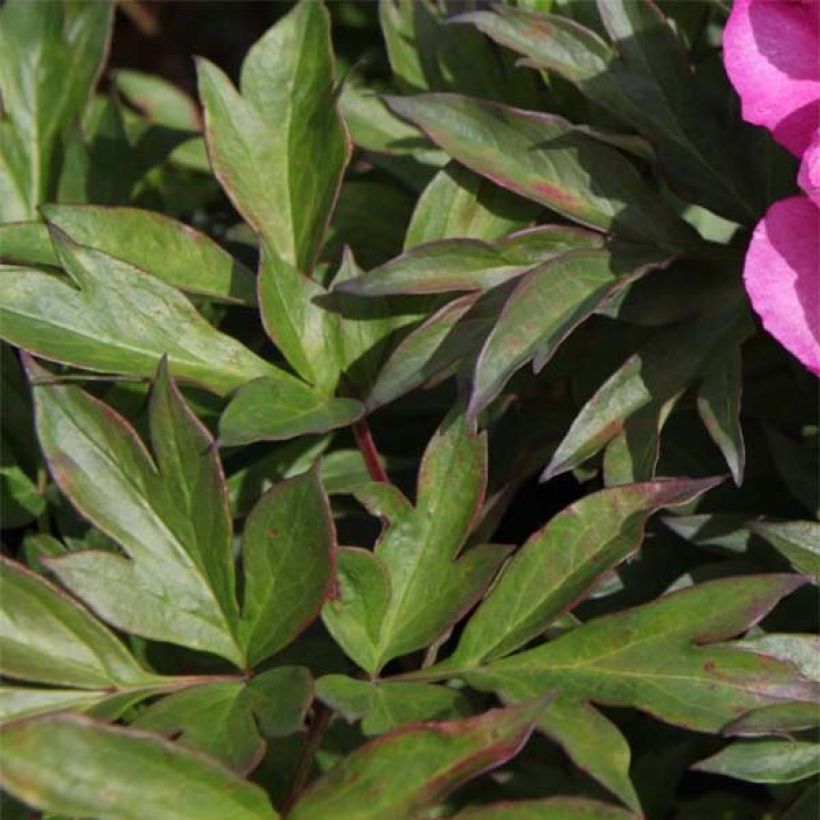 Paeonia Itoh First Arrival (Foliage)