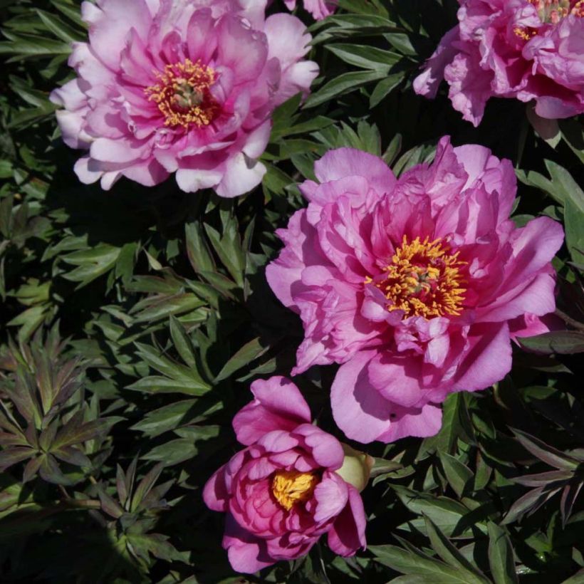 Paeonia Itoh First Arrival (Flowering)