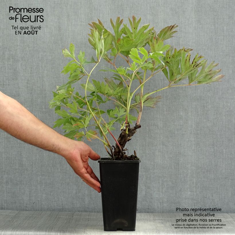 Paeonia Itoh First Arrival Bare root 3-5 eyes sample as delivered in summer