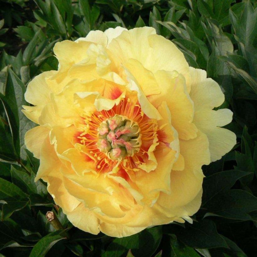 Paeonia Itoh Garden Treasure (Flowering)